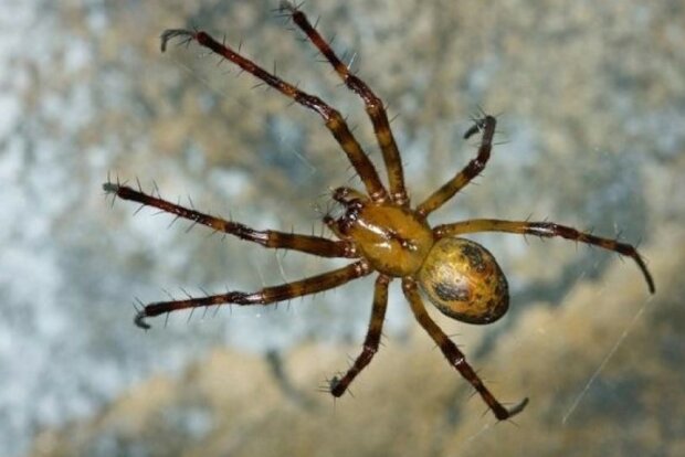 Jadowite pająki żyją także w Polsce, nie wchodź im w drogę
