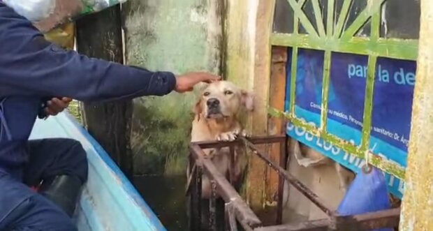 Uratowanie psa stojącego na tylnych łapach w wodzie, aby się nie udławił