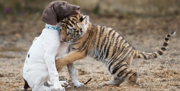 Mały tygrys odrzucony przez matkę znalazł swojego najlepszego przyjaciela ... szczeniaka. Internauci byli zdziwieni