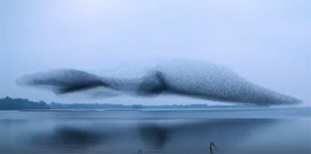 Niesamowity widok: gigantyczny ptak nad jeziorem w Irlandii
