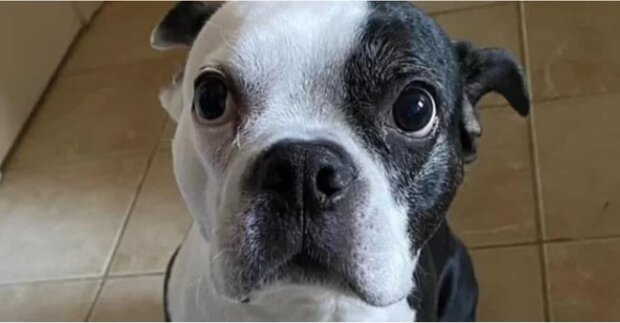 „Nie zasługujemy na psy”: pies Henryk uratował córkę swoich właścicieli