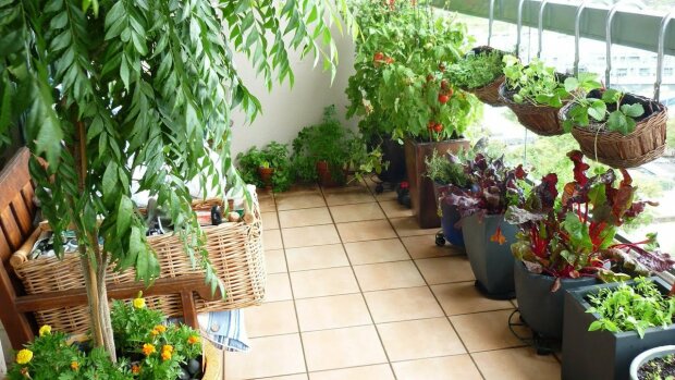 Jak założyć małe ogrodnictwo na balkonie: co i jak można posadzić w mieszkaniu