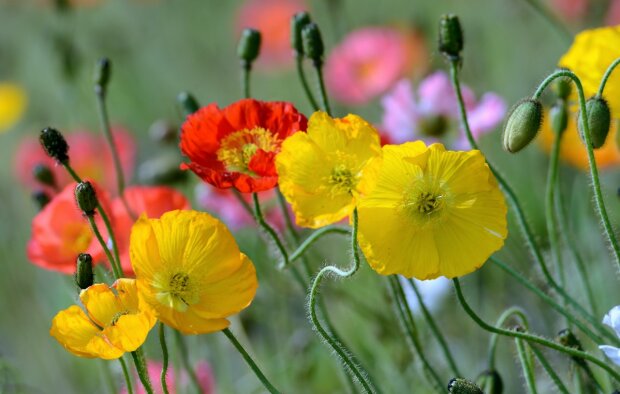 7 łatwych do uprawy kwiatów, które dobrze rosną na słońcu