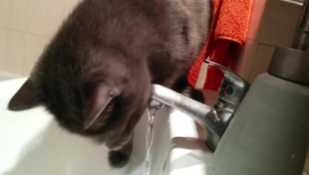 Ten niezwykły kot pije wodę w najśmieszniejszy możliwy sposób