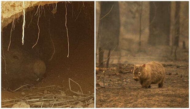 Wombaty ratują zwierzęta związane z pożarem w Australii. Poruszające zdjęcia