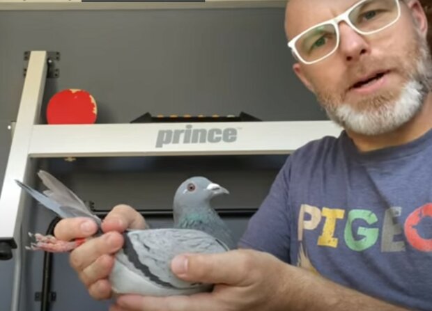 źródło: YouTube/Robertson Family Racing Pigeons