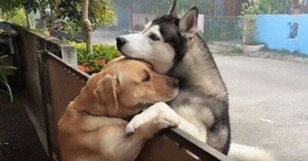 Ogrodzenie nie jest przeszkodą w przyjaźni: psy wyciągają do siebie łapy przez ogrodzenie