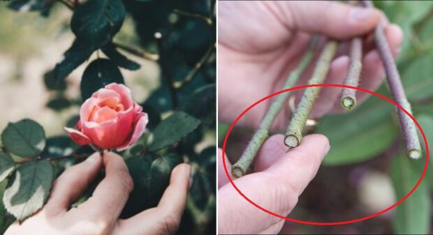 Tak domowym sposobem można wyhodować róże z łodygi!/screen Youtube