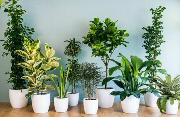 Te rośliny są naturalnymi oczyszczaczami powietrza