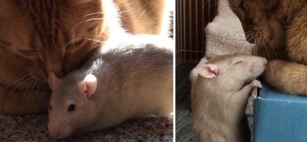 Ta niezwykła przyjaźń kota i szczura łamie wszelkie stereotypy