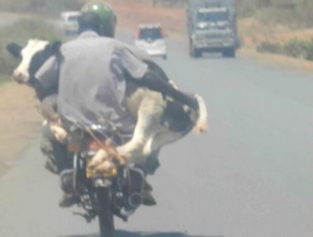 Krowa na motorze. To wręcz niemożliwe