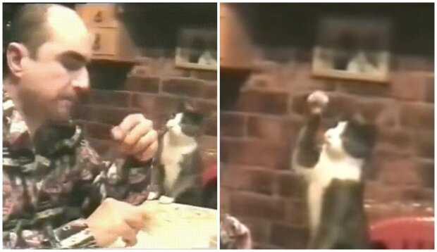 To nagranie podbija internet. Niesłyszący mężczyzna porozumiewa się z kotem w bardzo nietypowy sposób