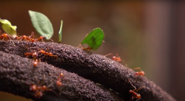 Jak pozbyć się mrówek z ogrodu? / YouTube:  To Interesujące