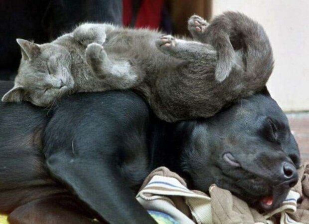 Koty, które stały się tak bezczelne, że używają psów jako poduszek