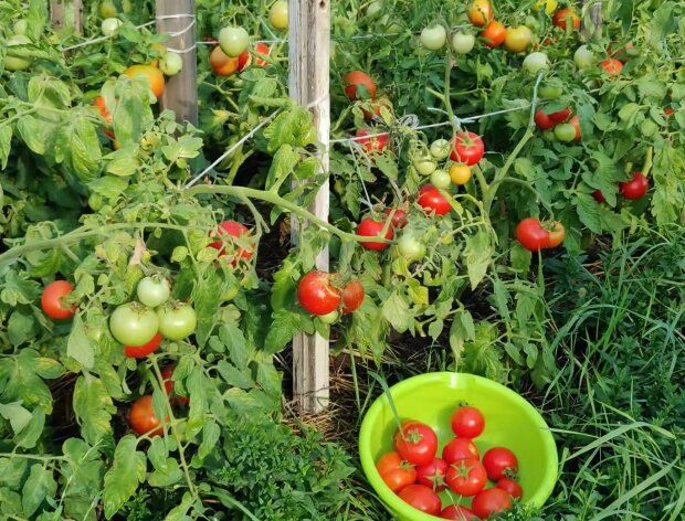 Jakie towarzystwo lubią pomidory? Te rośliny pomogą poprawić plon pomidorów