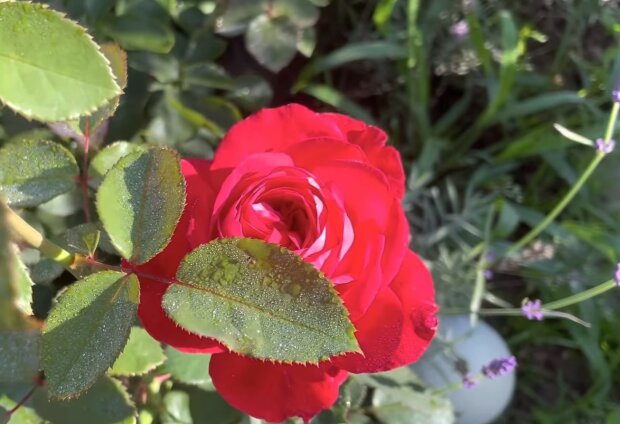 Niewłaściwe sąsiedztwo dla róż - co doświadczony ogrodnik nigdy nie posadzi obok królowej kwiatów