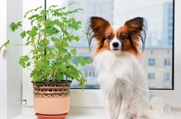pies a rośliny