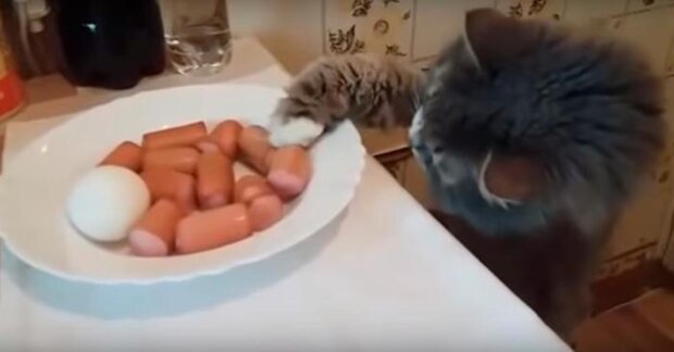 Śmiech i nie tylko! Pies i kot razem kradną kiełbaski ze stołu
