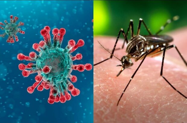 Czy komary i kleszcze przenoszą koronawirusa?screen