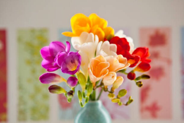 Domowe sposoby na pielęgnację frezji. Dzięki tym trikom kwiaty będą zdrowe i kolorowe przez cały sezon
