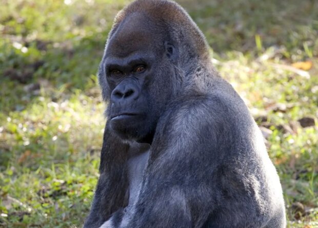 zmarł najstarszy goryl na świecie
