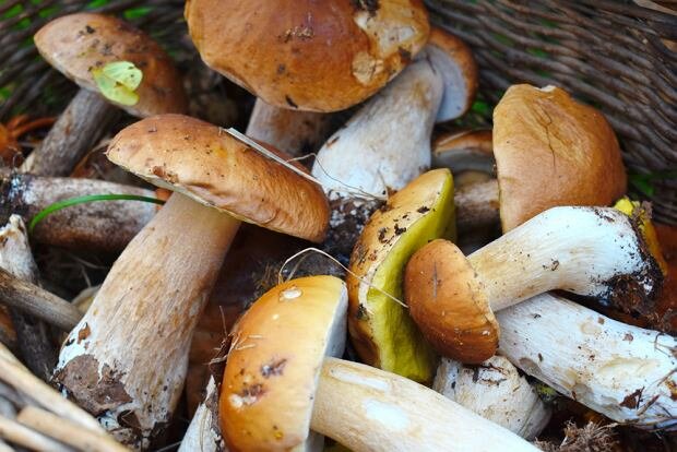Pogoda oszalała. Wielbiciele grzybów mogą znaleźć je w lesie w styczniu