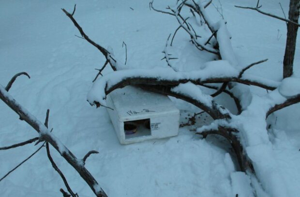 Pewien mężczyzna dostrzegł białe pudełko przy drodze pośród grubej warstwy śniegu. To, co znalazł w środku kompletnie go zmroziło