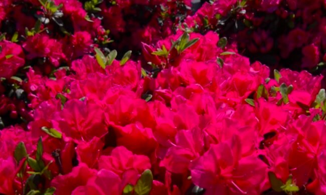 Rododendrony / YouTube:  ogród na co dzień