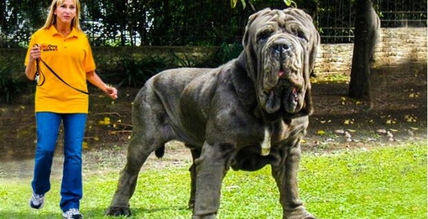 Poznaj szczeniaka największej rasy psów na świecie