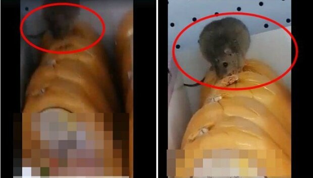 Szczur pojawił się w jednej z Biedronek/screen Facebook