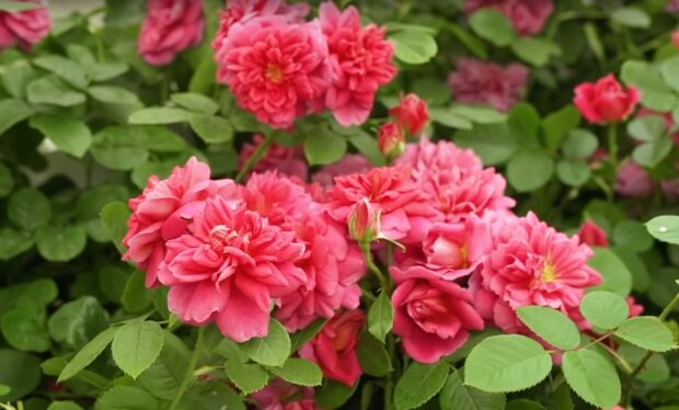 Róże/YT @RHS - Royal Horticultural Society