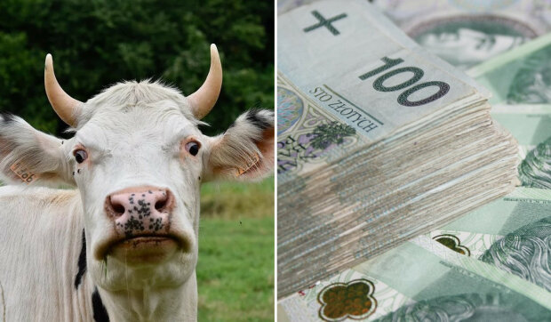 Nowy pomysł rządu na dopłaty dla rolników. Teraz mają szansę dostać 600 plus za każdą krowę