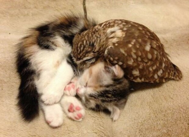 Niezwykła przyjaźń między małą sowką a kotkiem. Ich historia zaskakuje i porusza miłośników zwierząt