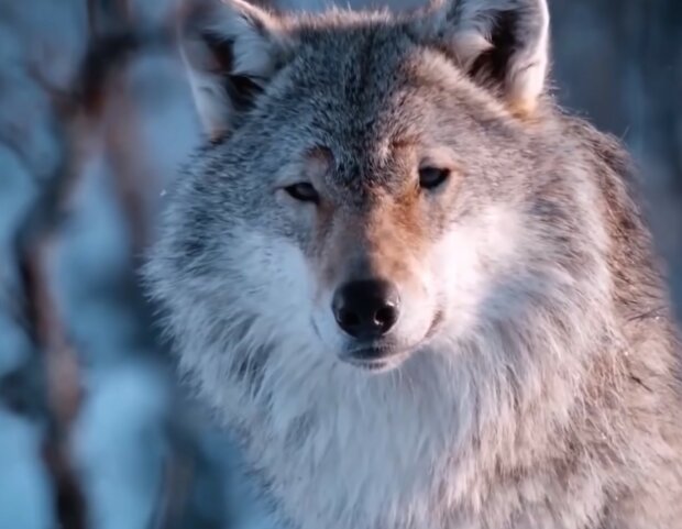 Opowieść: Wilk zobaczył w lesie mężczyznę, który nie mógł chodzić i rozpoznał w nim człowieka, który polował na niego kilka lat temu