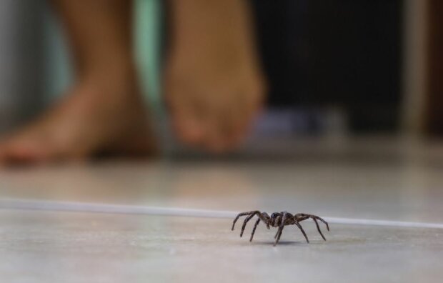 Nie przepadasz za pająkami i ich niespodziewanymi wizytami w domu? Musisz się przygotować na ich przybycie, bowiem zbliża się ich ulubiony okres