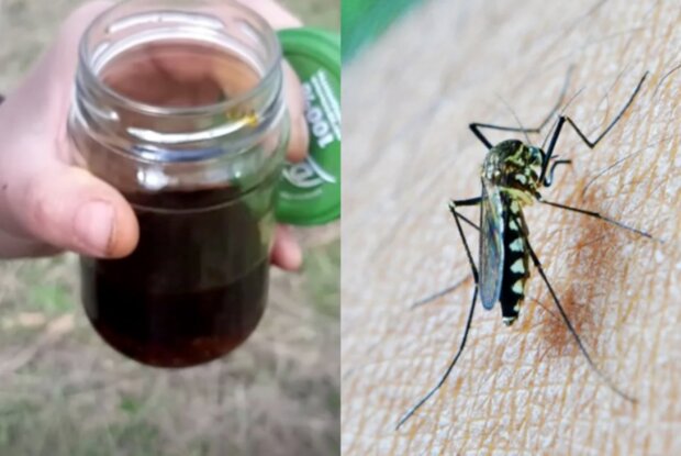 Jak uchronić siebie i zwierzęta przed komarami i kleszczami za pomocą prostego naparu