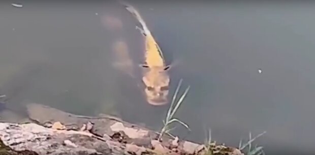 Ryba z „ludzką twarzą” w chińskich wodach