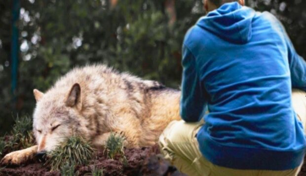 Niesamowicie poruszająca historia wilka, który cudem przeżył. Wszystko to dzięki zaangażowaniu dobrych ludzi