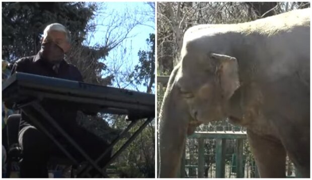 Najbardziej wyjątkowe nagranie, jakie dziś można zobaczyc: Mężczyzna zagrał dla zwierząt w zoo. Jaka była ich reakcja