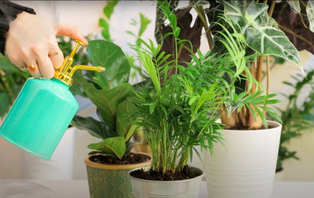 Jak dbać o rośliny? / YouTube:  PlantLover - z miłości do roślin