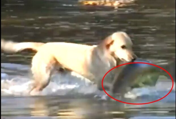 Pewien mężczyzna wybrał się nad wodę ze swoim psem. To, co jego czworonożny przyjaciel wyjął po chwili z wody wprawiło właściciela w osłupienie