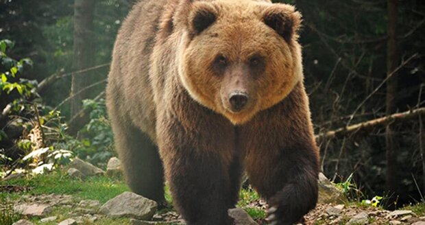 Ostrożnie. W Polsce niedźwiedzie pojawiają się w pobliżu domów
