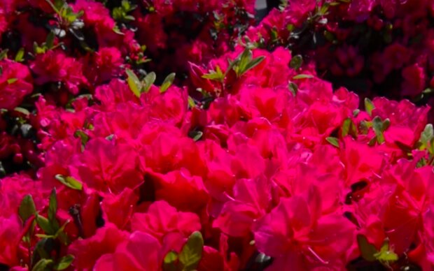 Rododendrony / YouTube:  ogród na co dzień