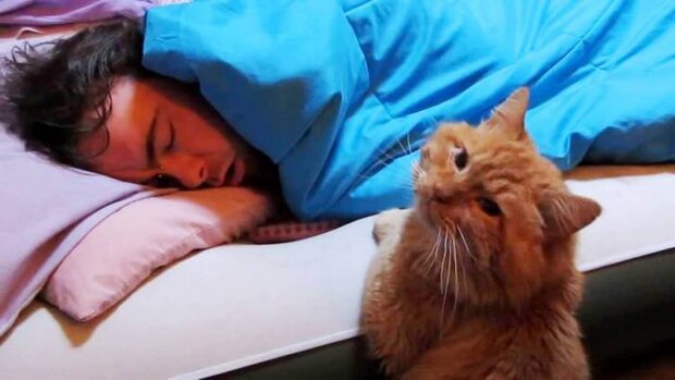 Kot codziennie budzi swojego właściciela dokładnie o 05:00 rano