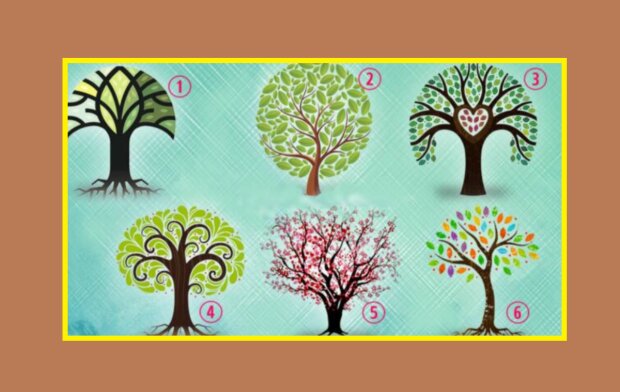 Wybierz jedno drzewo z grafiki. Odpowiedź wskaże główne cechy Twojego charakteru