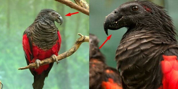 Papuga „Dracula”: jednocześnie przerażająca i piękna