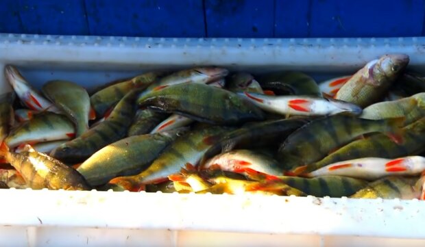 Ryby z Bałtyku/YT @Zrzeszenie Rybaków Morskich Władysławowo