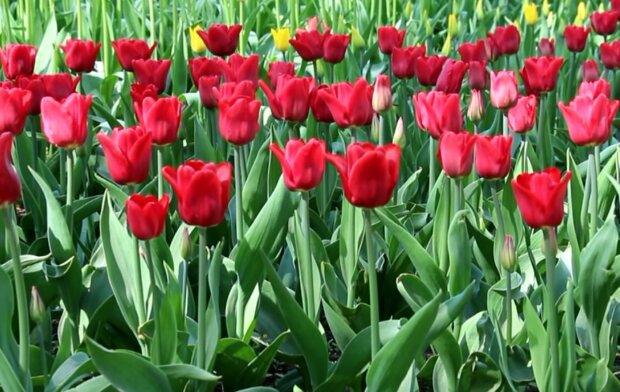 W jakiej wodzie umieścić tulipany, aby dłużej stały: porady florystów