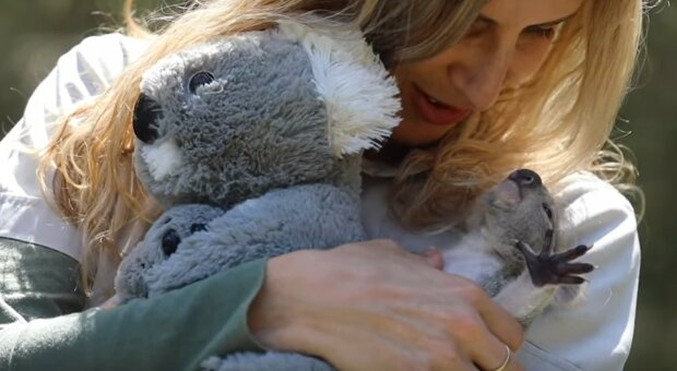 Mały miś koala stracił matkę w australijskich pożarach, ratownicy postanowili zastąpić ją pluszowym misiem