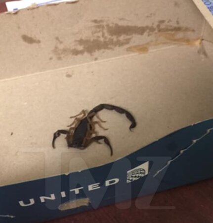 W samolocie znaleziono skorpiona. Ukrył się… w nogawce jednej z pasażerek